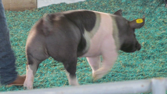 Yoenis Cespedes' pig headed to the butcher