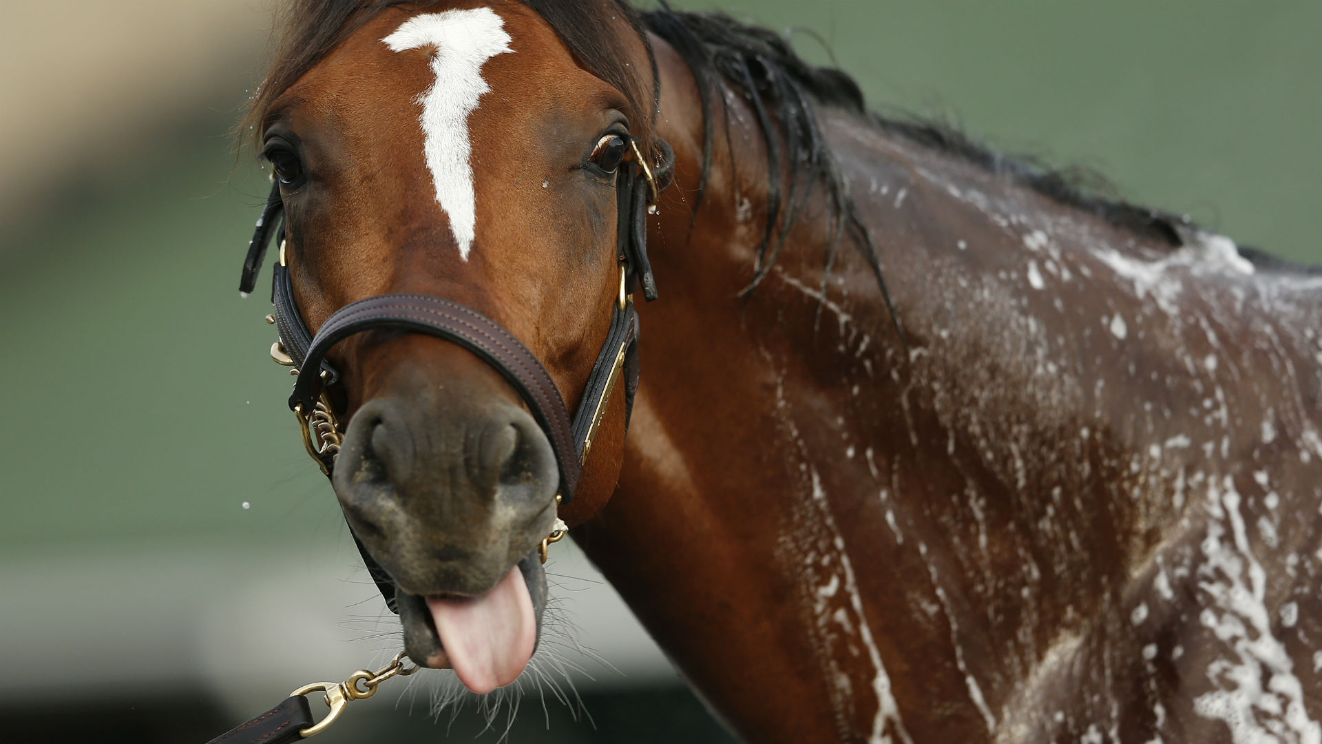 Maximum Security owner offers massive wager to challenge horses helped by Kentucky Derby DQ