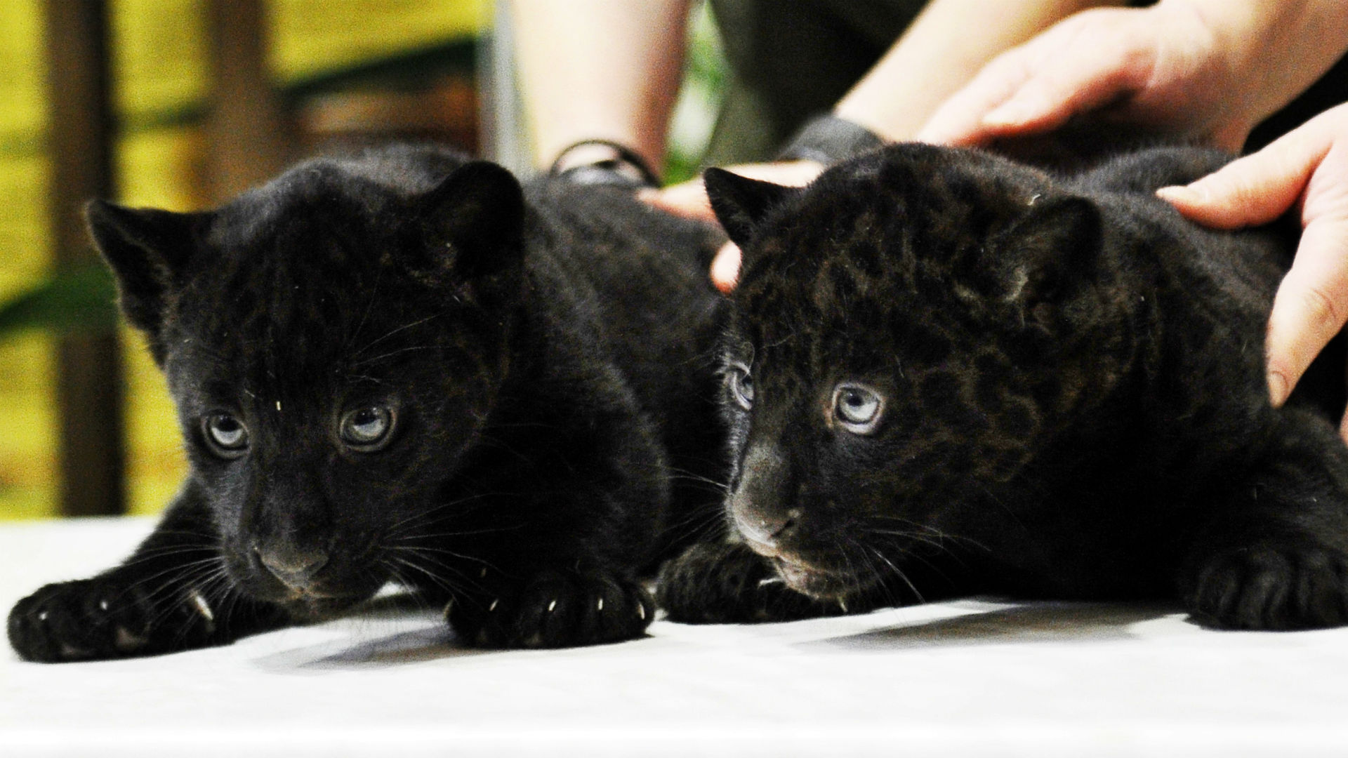 Robert Nkemdiche wants pet panther because 'they're like cats' NFL