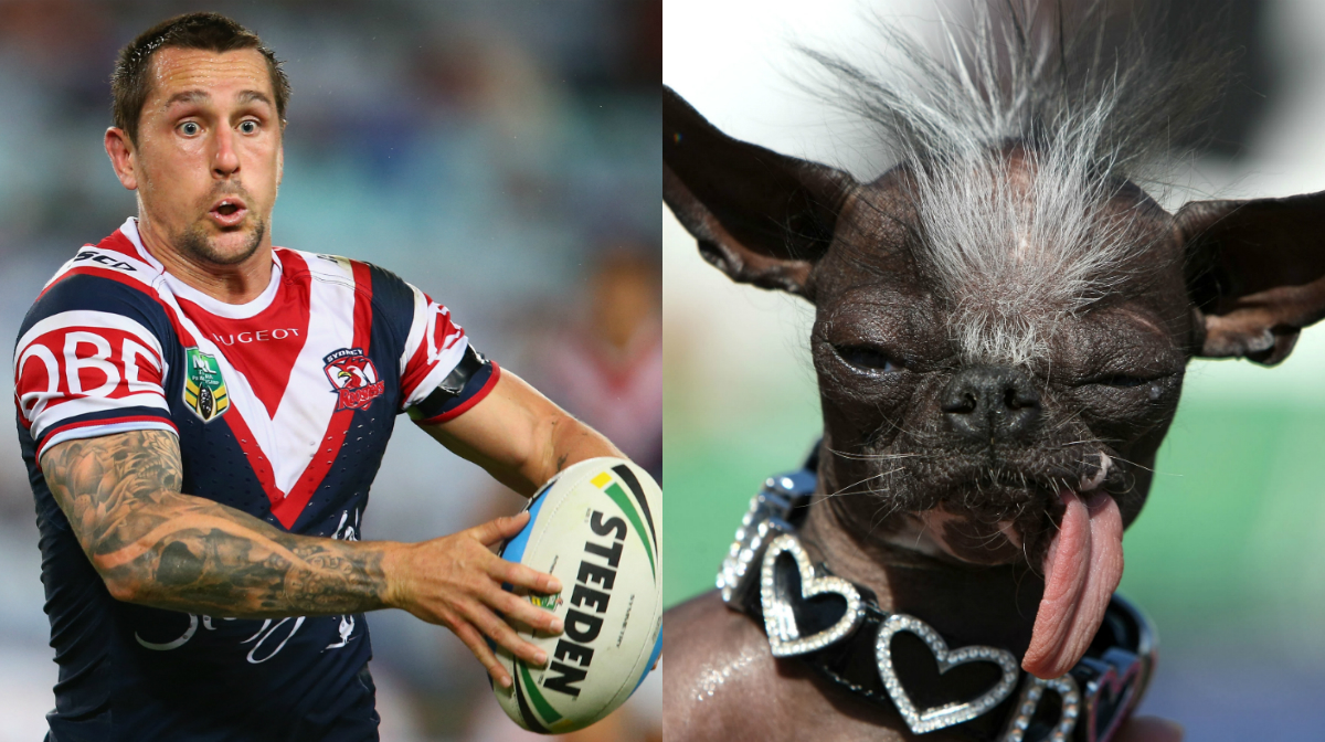 pearce-dog_l07l33kj2sm11pe61ptzk7l48.jpg?t=-2118802166