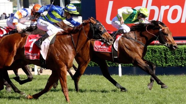 Image result for divine prophet horse