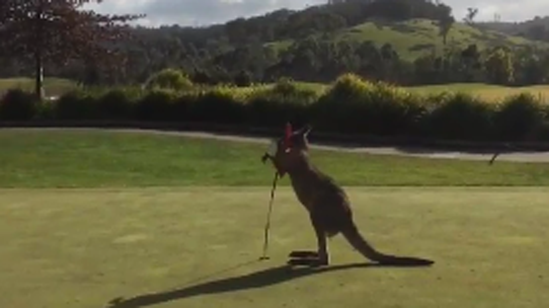 Boxing golf kangaroo is new ballstealing golf fox Golf Sporting News