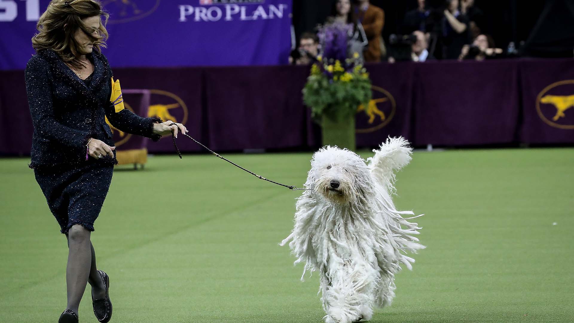 Photos: 2018 Westminster Dog Show | Sporting News1920 x 1080