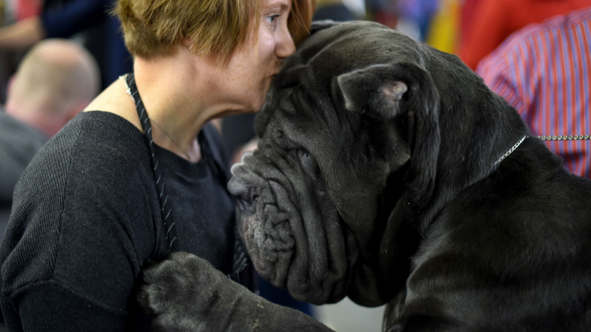 Adorable photos of dogs at the 2017 Westminster Dog Show | Other Sports | Sporting News