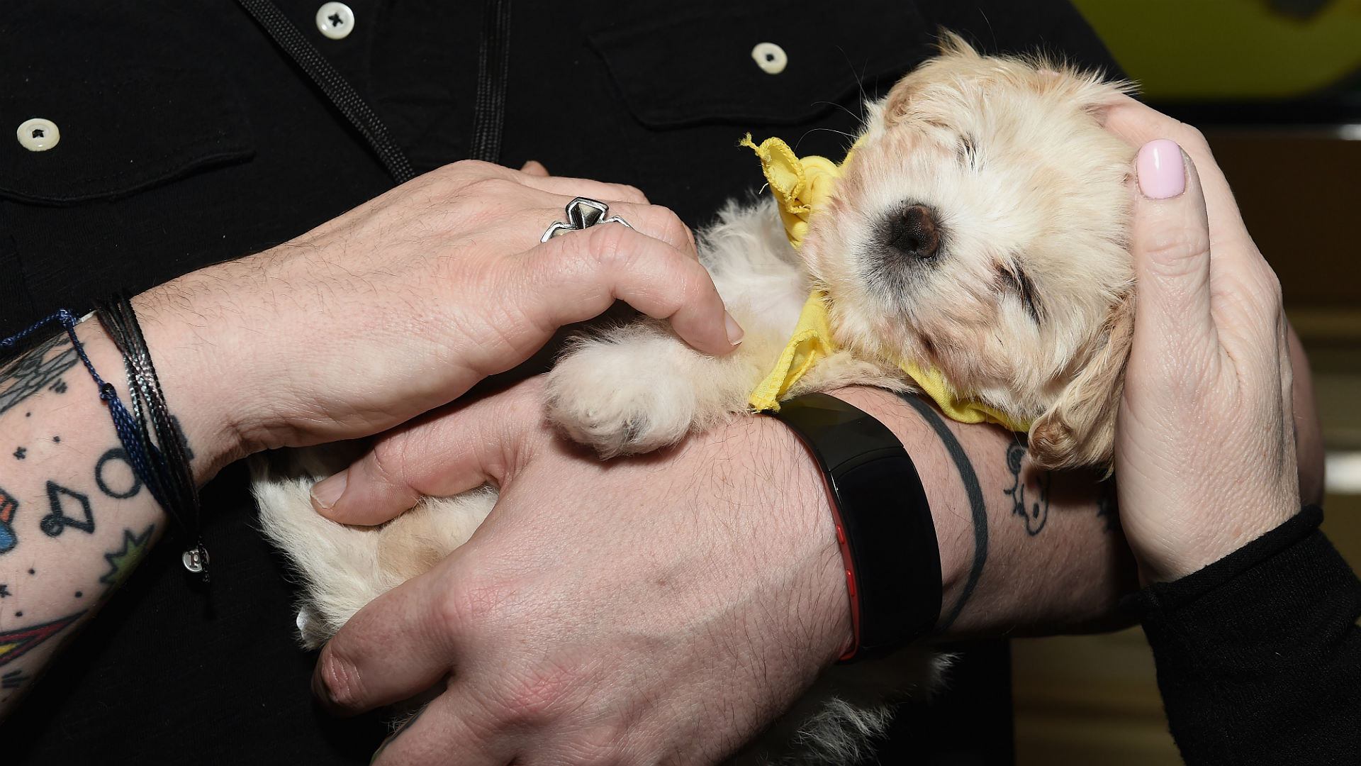 Meet the cutest, most adorable starting lineups for Puppy Bowl 2019