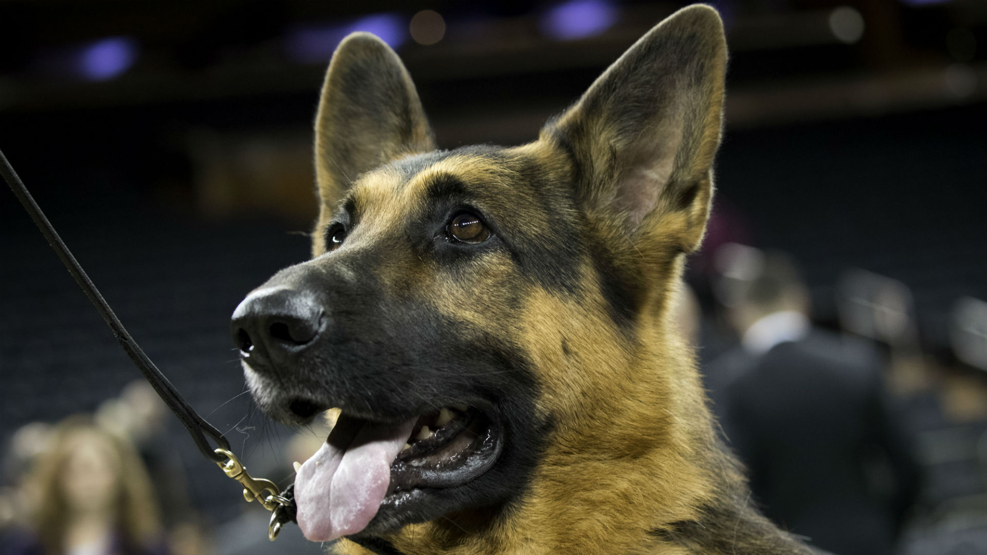 German Shepherd Show Dog Winner German Shepherd Show Dog Winner