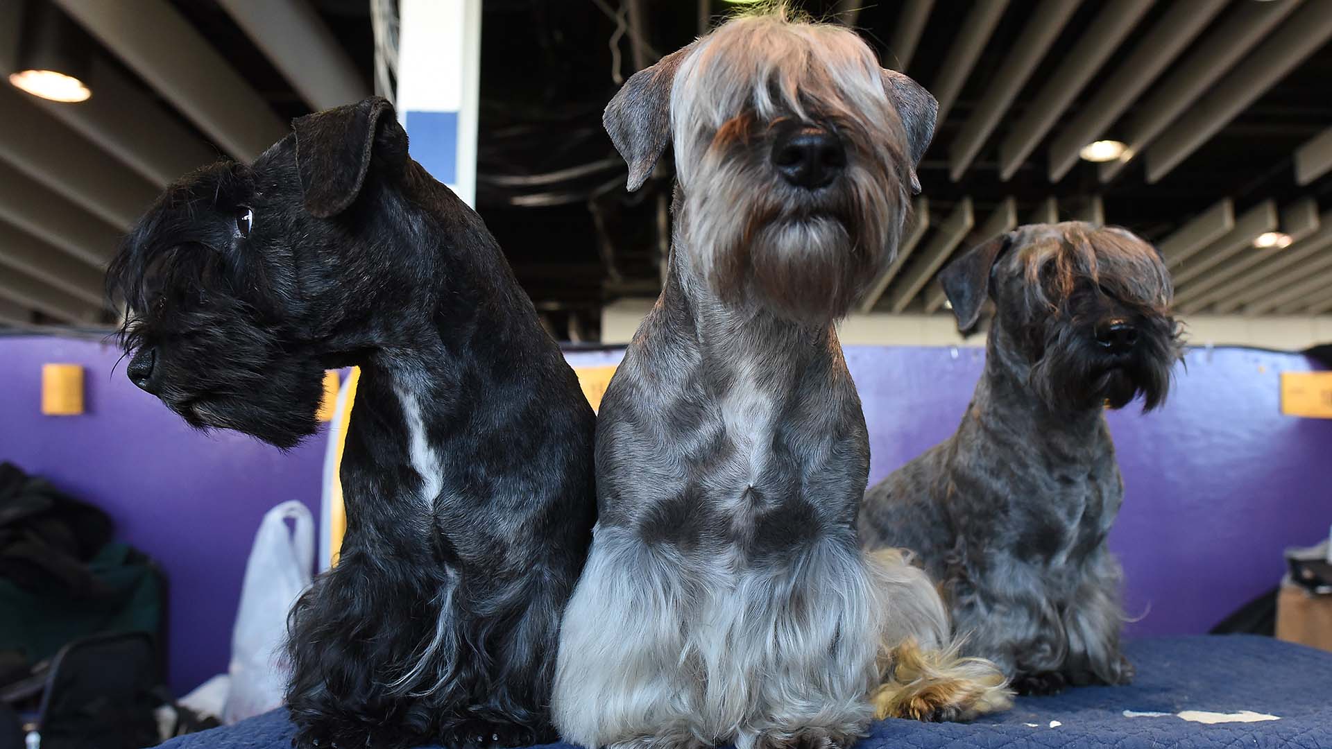 Westminster Dog Show Ul To Westminster Dog Show Ul To