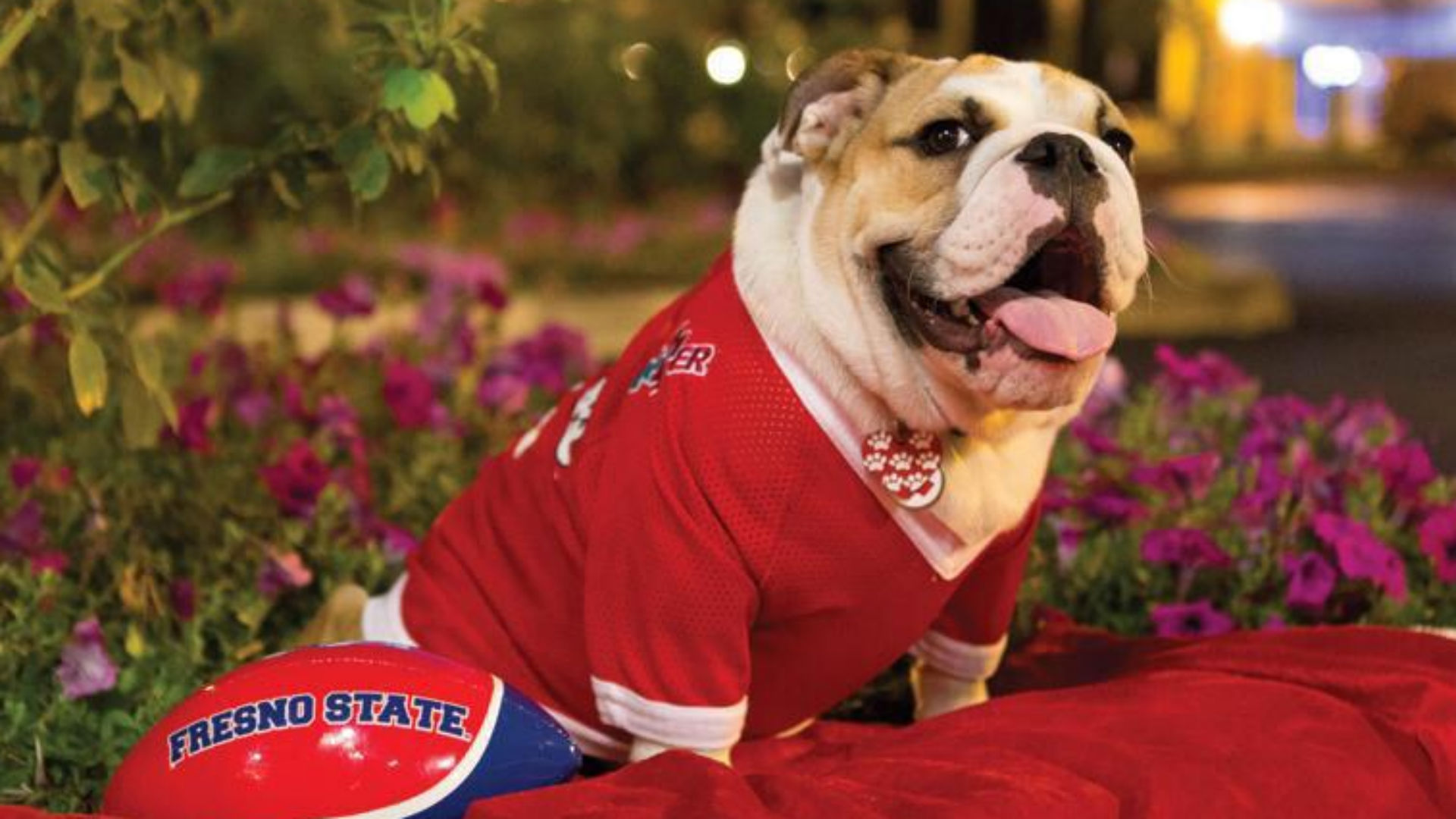 Fresno State's Bulldog Mascot Passes Away After Bee Sting | NCAA ...