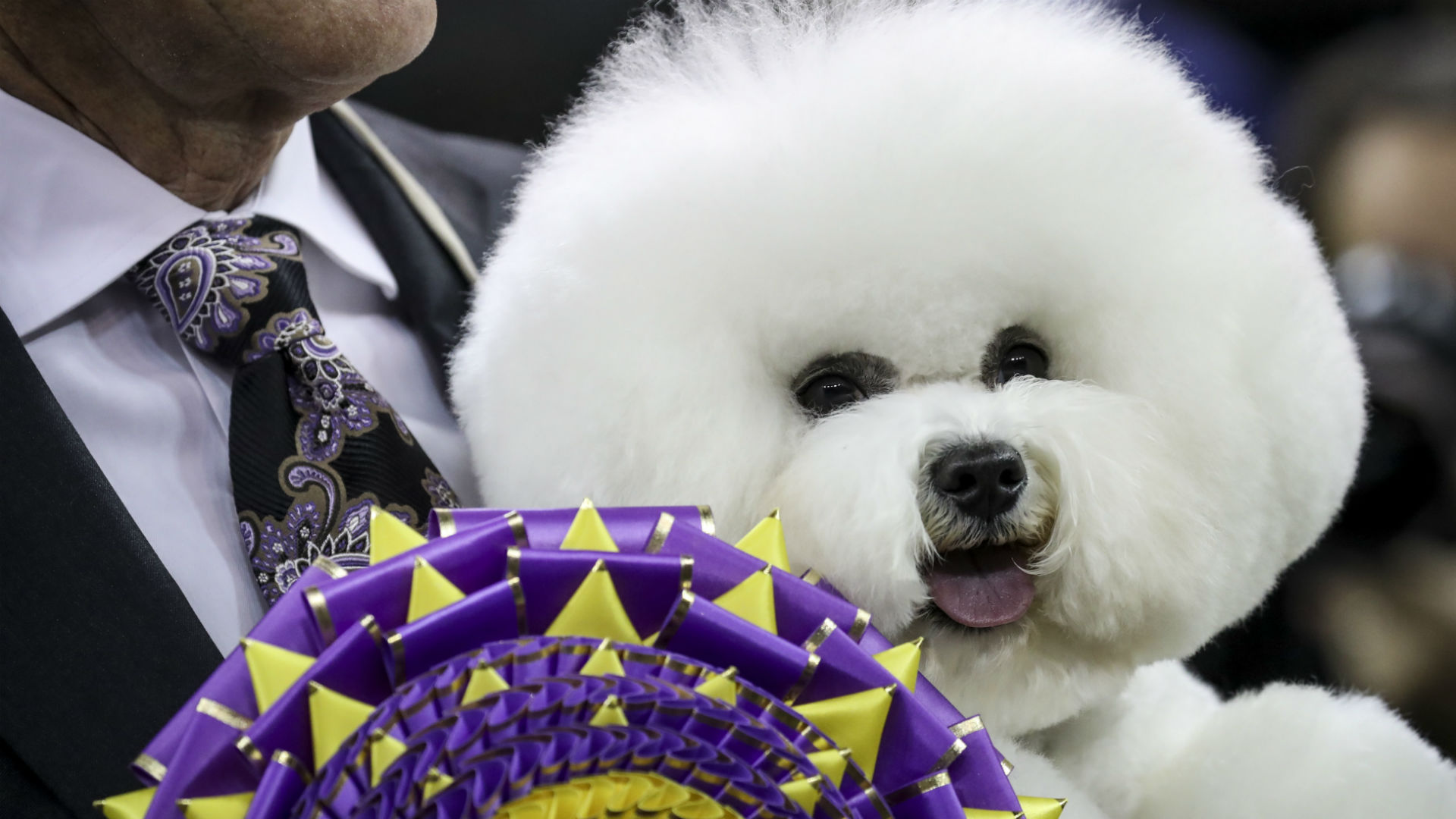 Westminster Dog Show 2018 Breed results, winners, Best in Show Other