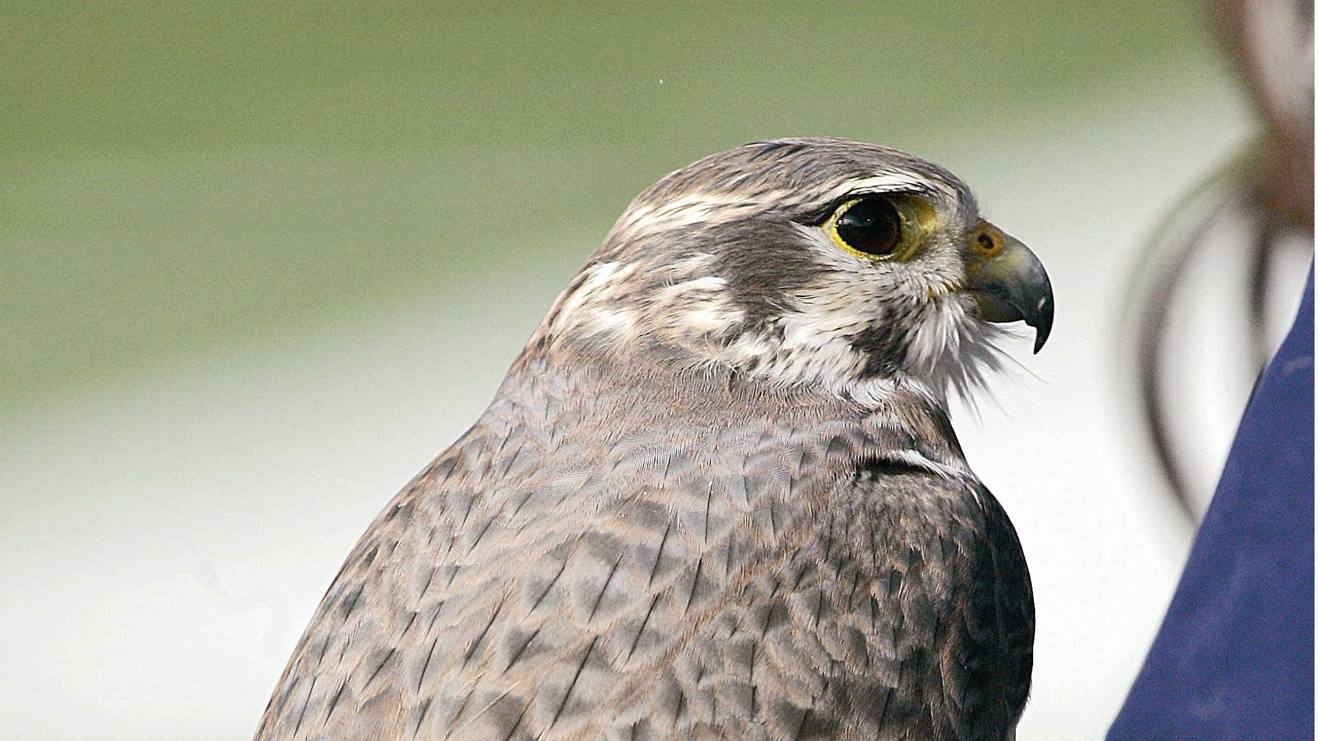 Falcon-111518-GETTY-FTR