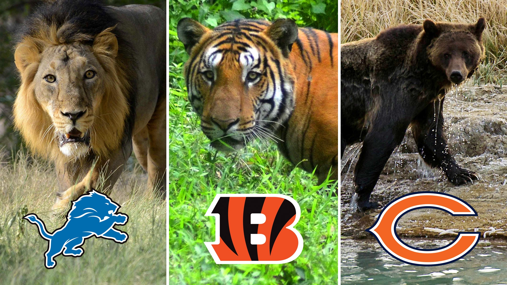 NFL animal power rankings Fear the felines or the angry birds