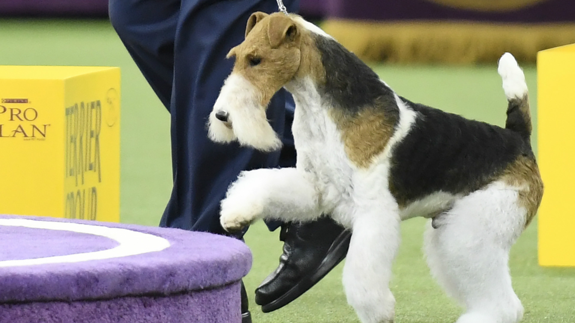 Westminster Dog Show 2019 Breed results, winners, Fox Terrier wins