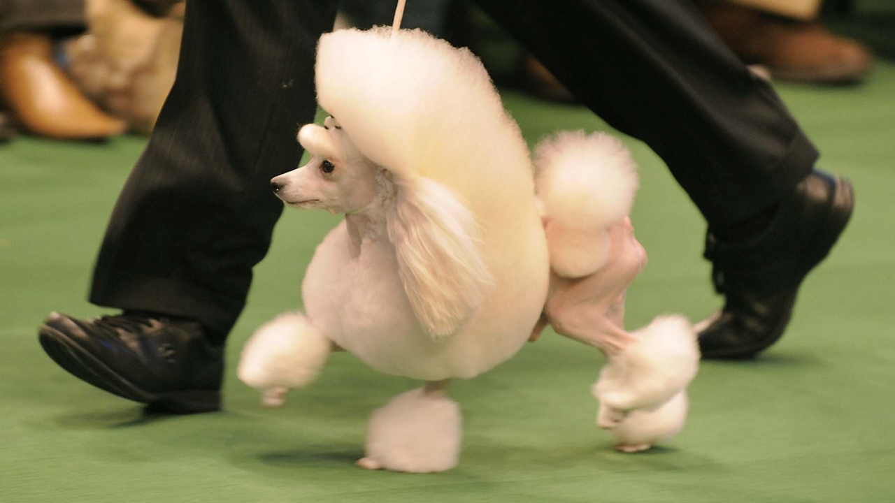 westminster dog show favorites