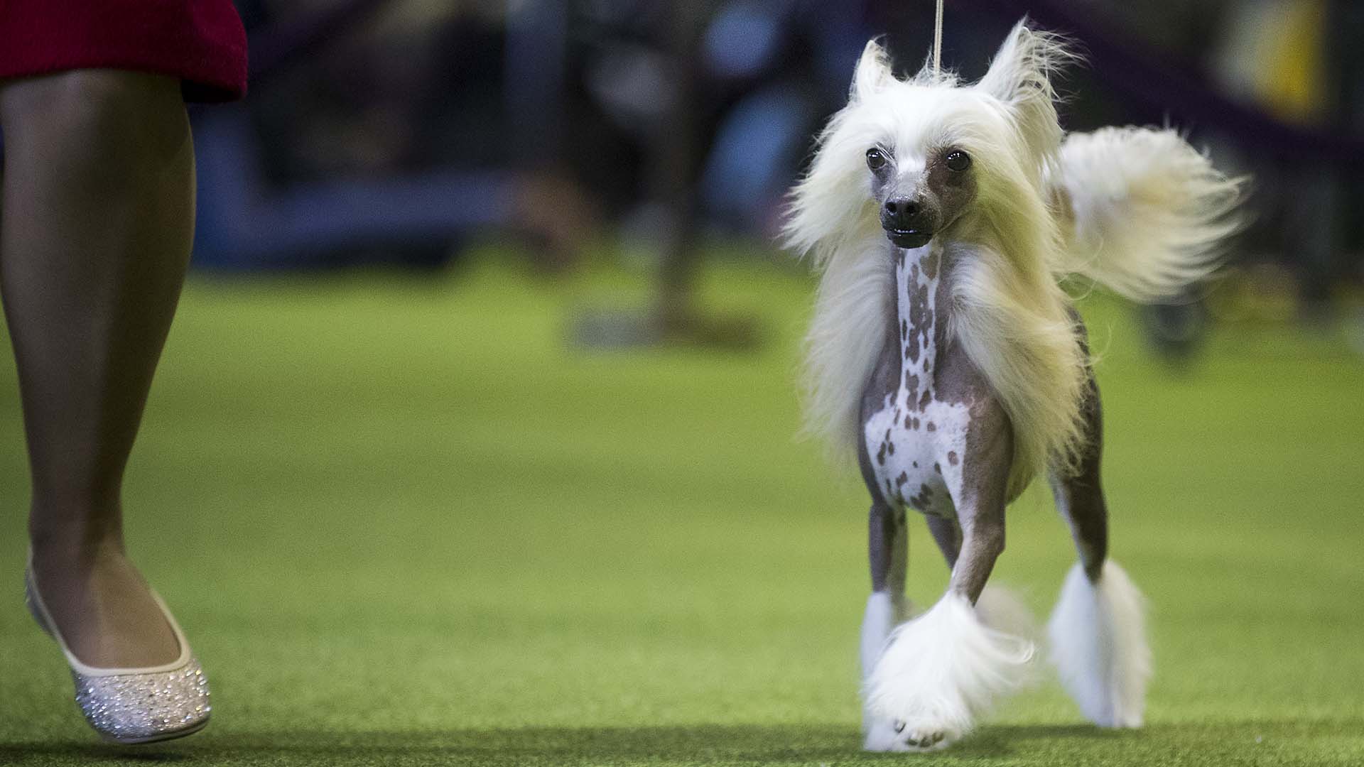 Video Of Westminster Dog Show Winner Video Of Westminster Dog Show Winner