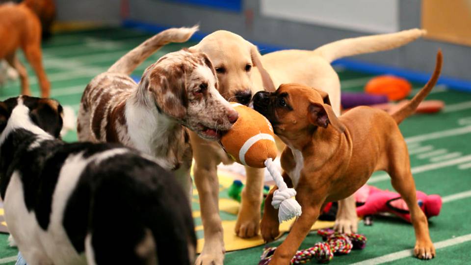 Image result for Puppy Bowl