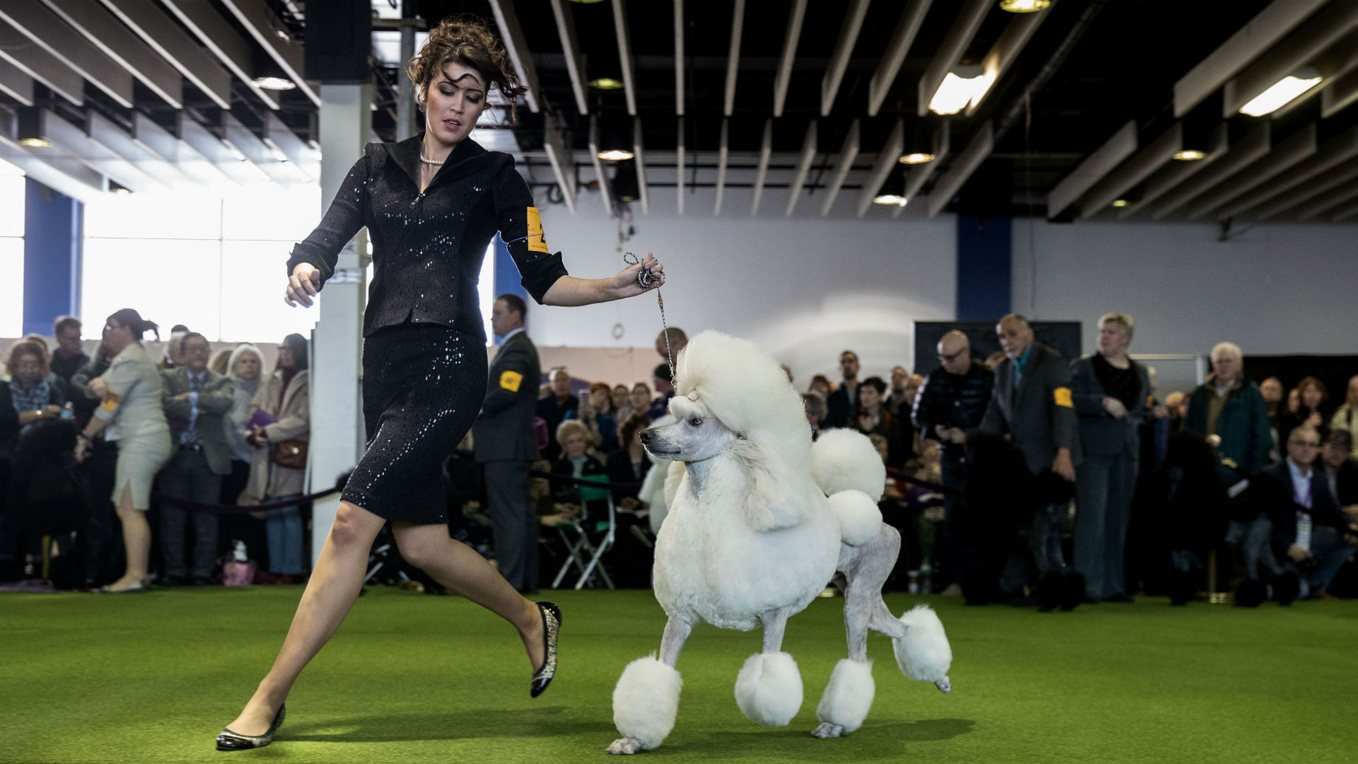 Westminster Dog Show 2018: TV channels, schedule & online live stre...1920 x 1080