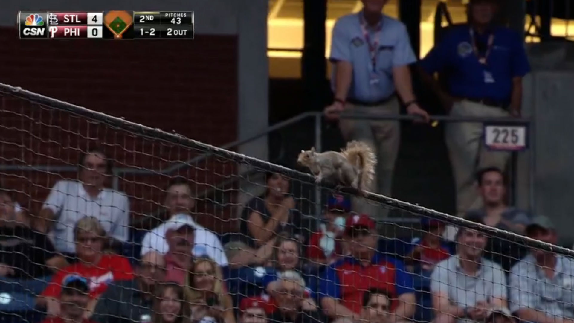 Squirrel climbs net, jumps into dugout at Cardinals vs Phillies game