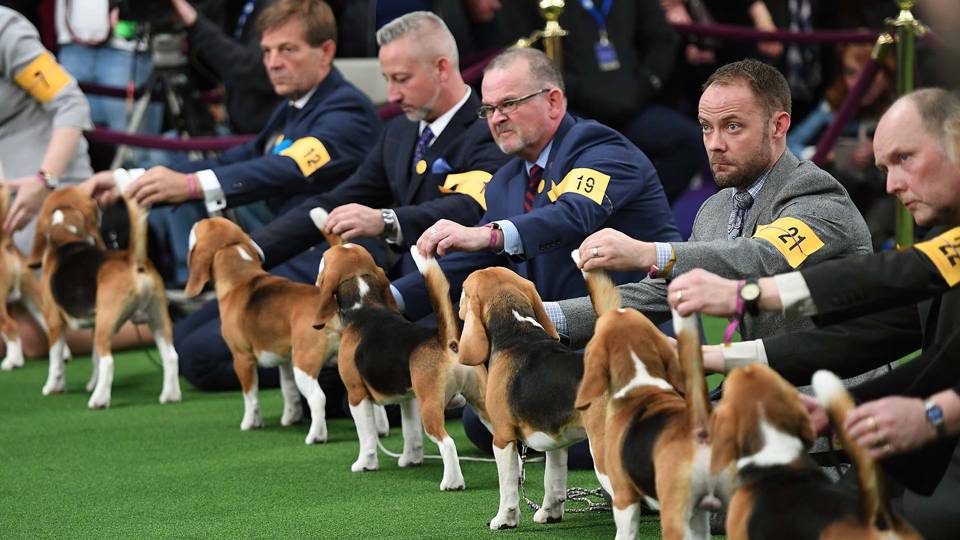 Westminster Dog Show Best In Breed Winners Westminster Dog Show Best In Breed Winners