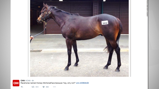 Horsey McHorseFace-041516-TWITTER-FTR.jpg