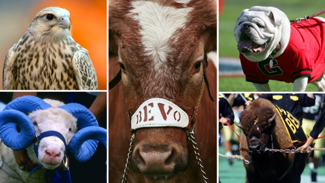 Live animal mascots | Sporting News