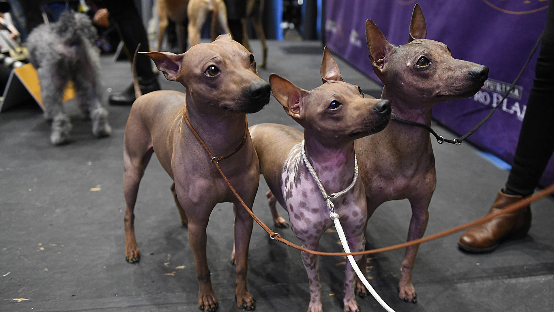 winner of westminster show westminster show 2018 winners upcoming events and how to other sports winner of westminster show westminster show 2018 winners upcoming events and how to other sports