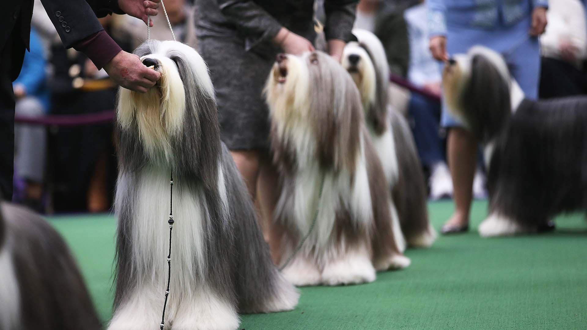 westminster dog show favorites