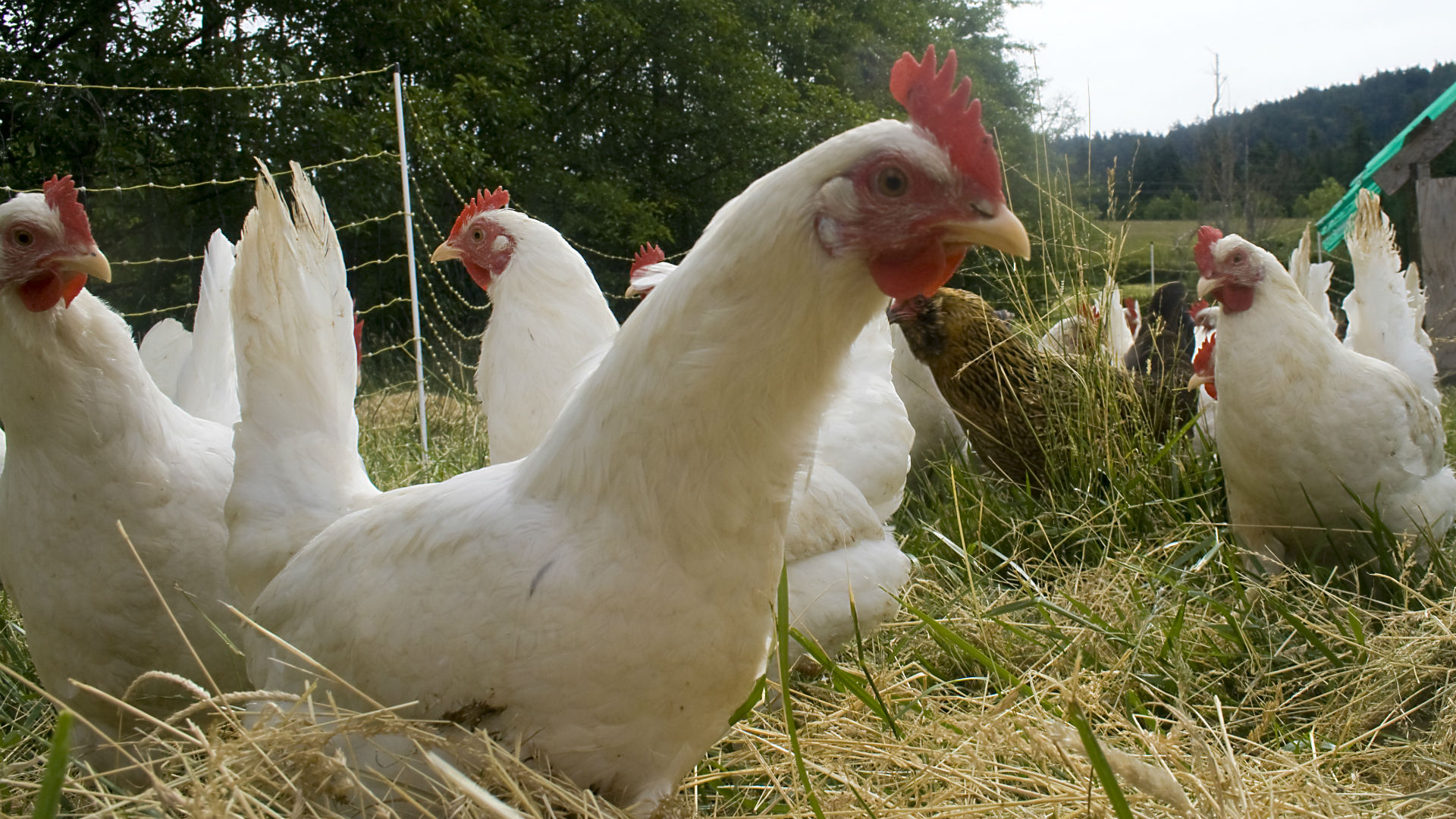 Best Foods For Domestic Chickens Best Foods For Domestic Chickens