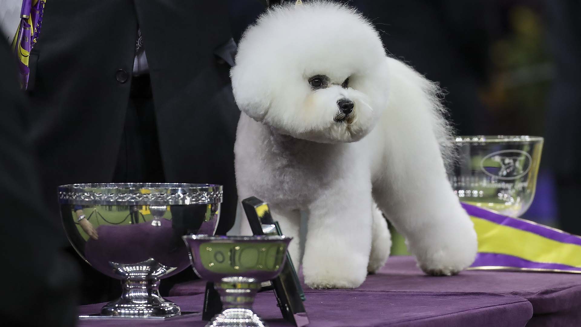 Westminster Dog Show Ul To Westminster Dog Show Ul To