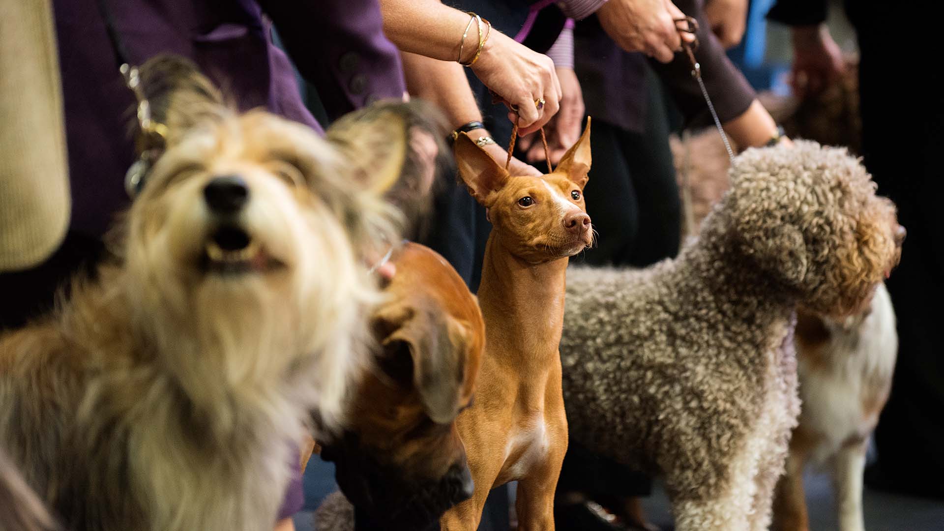 westminster dog show favorites