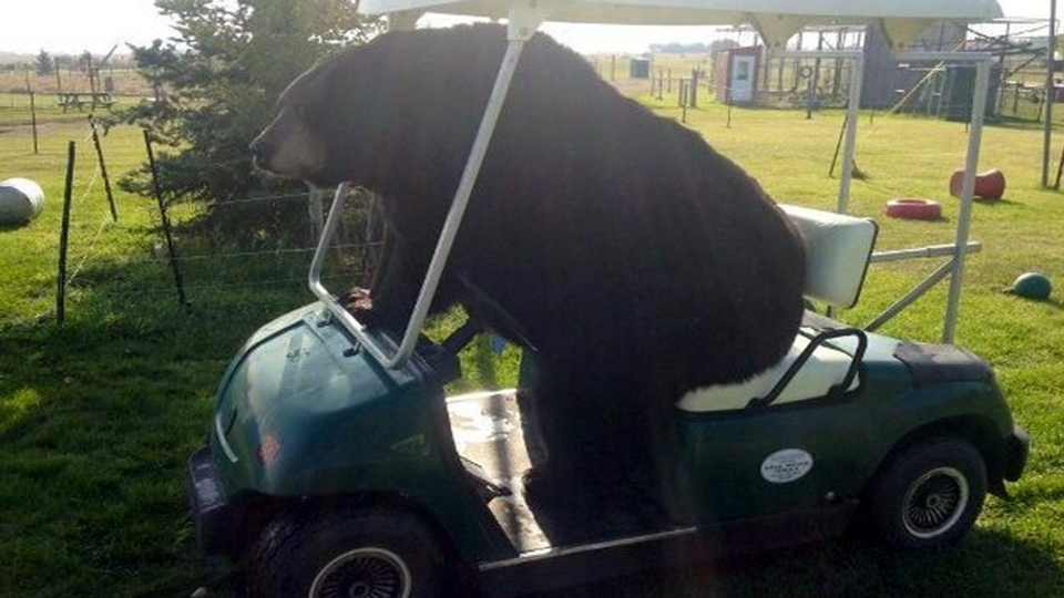 Here's a bear sitting in a golf cart Golf Sporting News