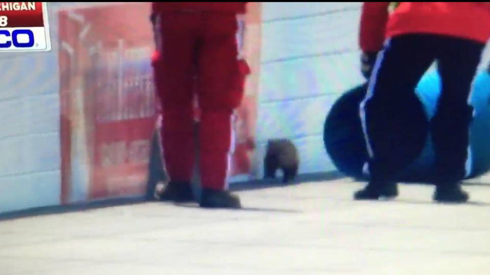 groundhog day xfinity it s groundhog day at michigan where critter stops nascar groundhog day xfinity it s groundhog day at michigan where critter stops nascar
