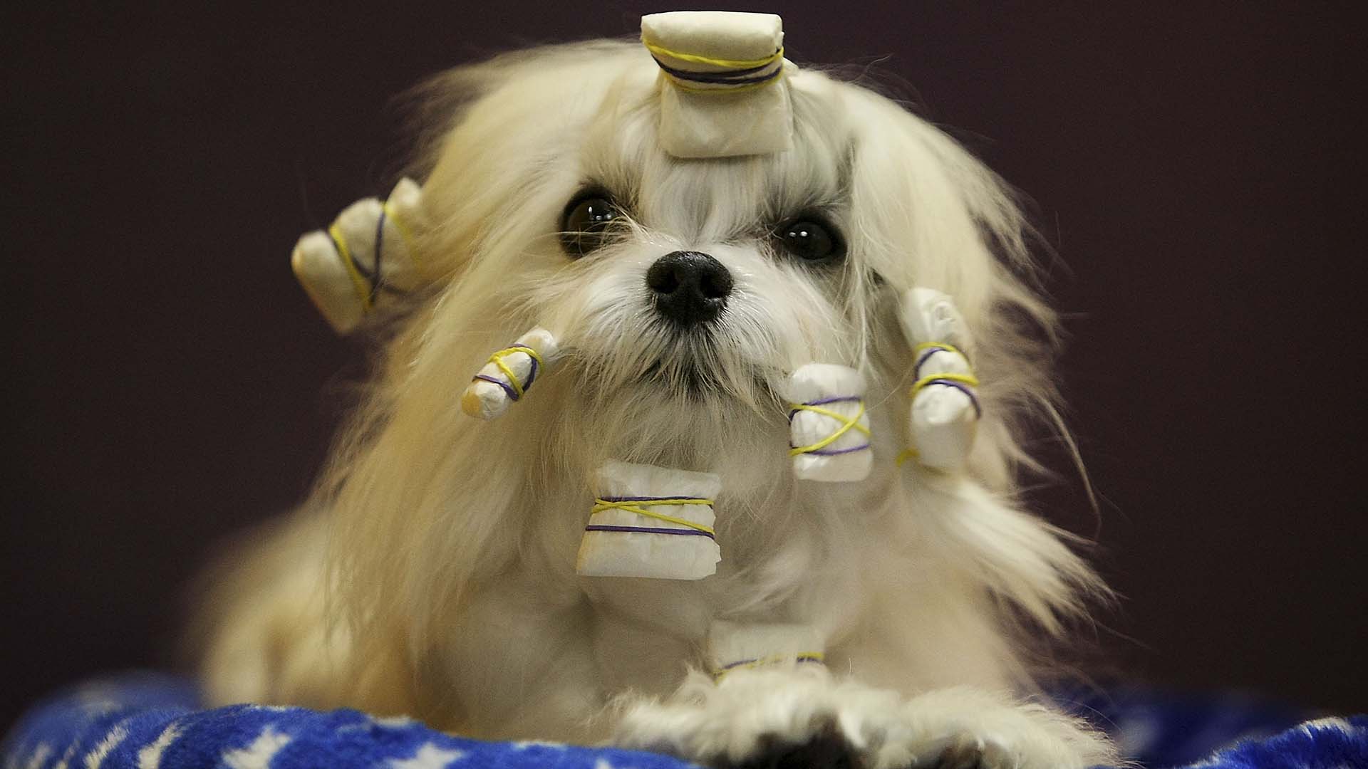 westminster dog show favorites