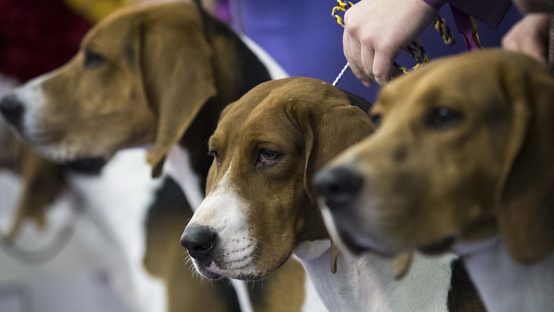 Photos: 2018 Westminster Dog Show | Sporting News Photos: 2018 Westminster Dog Show | Sporting News