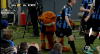 Vidéo - Belgique - Le Club Brugge célèbre sa victoire avec l'ours Béné Vidéo - Belgique - Le Club Brugge célèbre sa victoire avec l'ours Béné