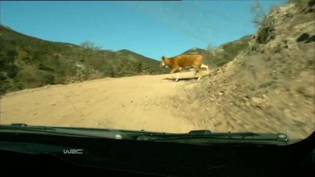 Foot : Video - VIRAL : Mexique : Hirvonen, la vache !