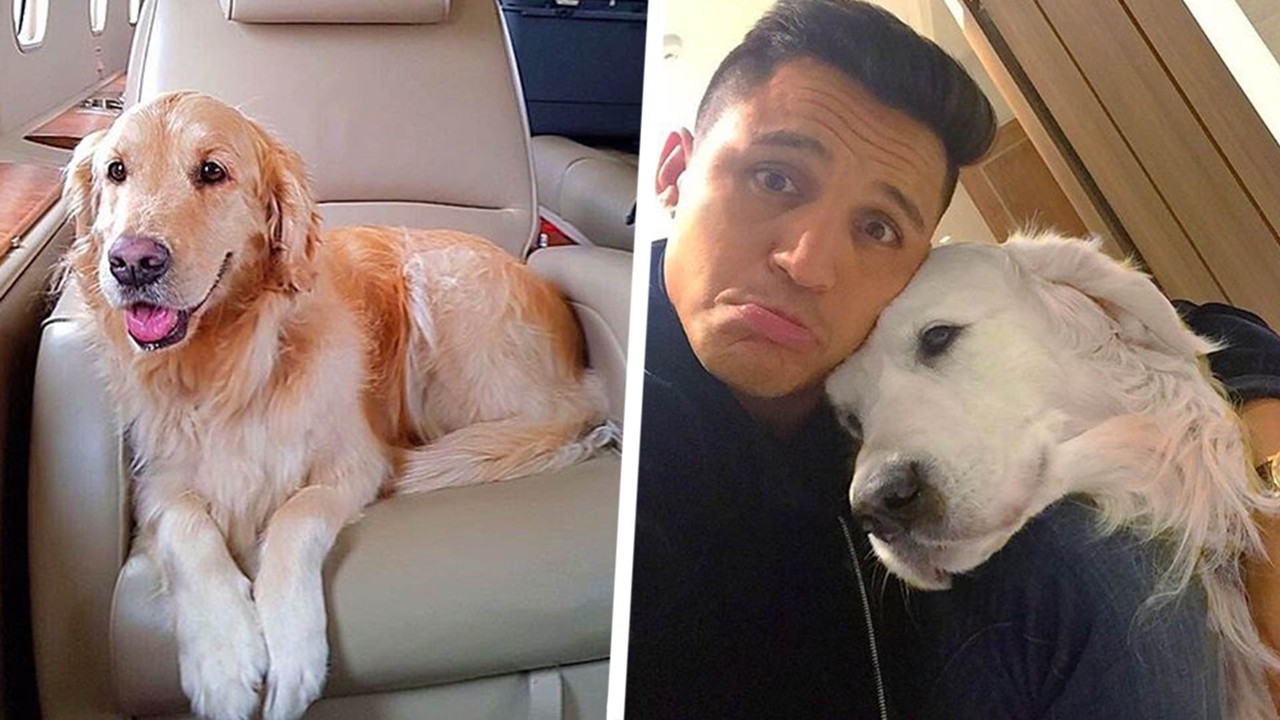 Alexis Sanchezs Dogs Atom Humber And Other Footballers Pooches