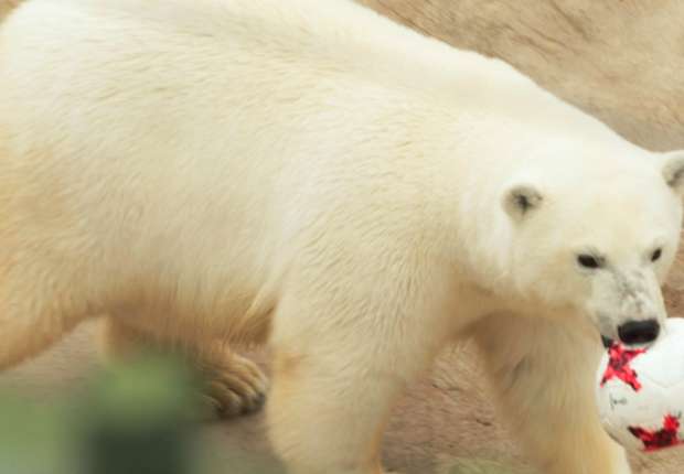 nika-the-bear_opzhqlu9q2vd12h6xia91thp5.jpg