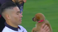 HD Dogs