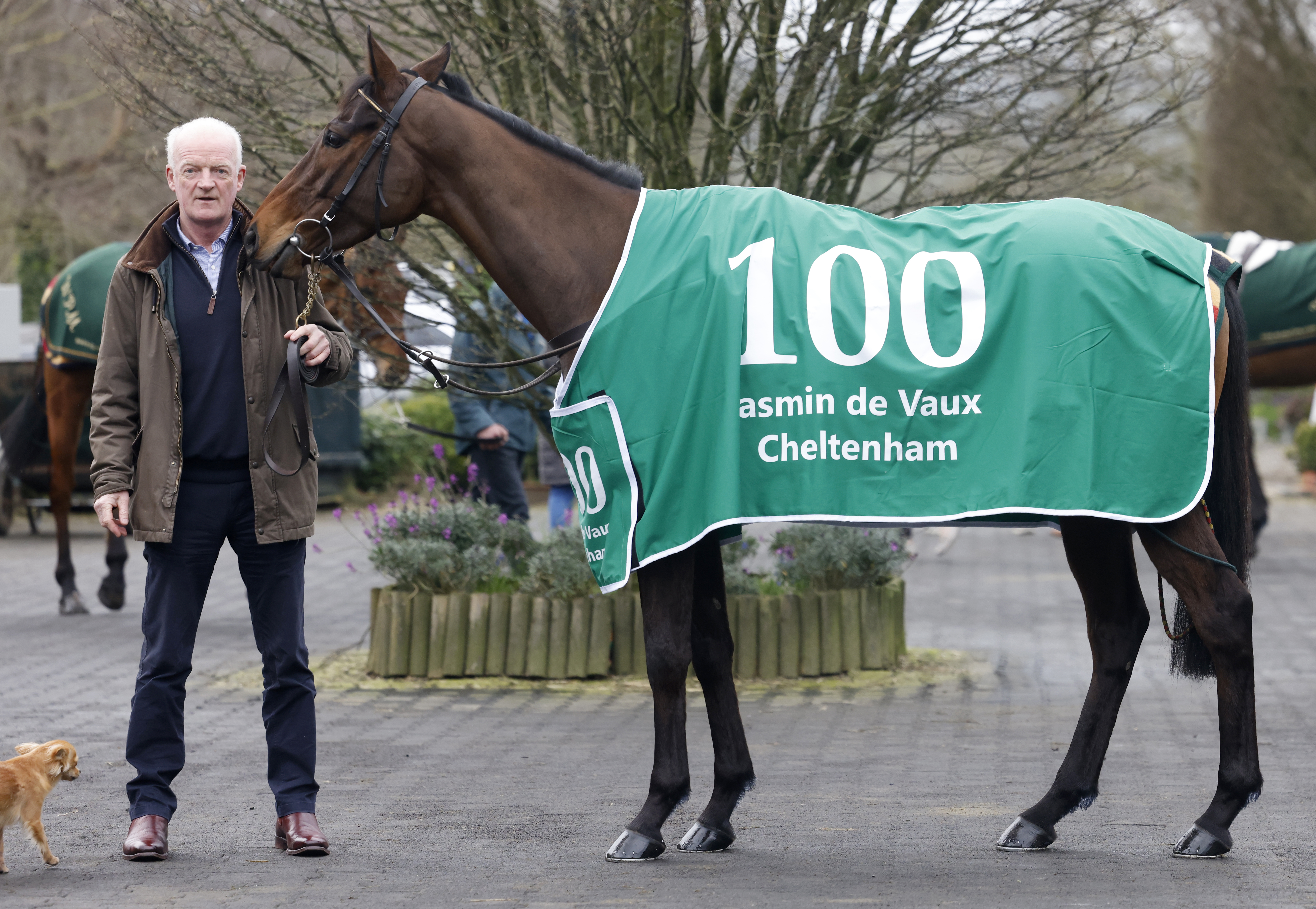 Willie Mullins with Jasmin De Vaux, his 100th Cheltenham Festival winner
