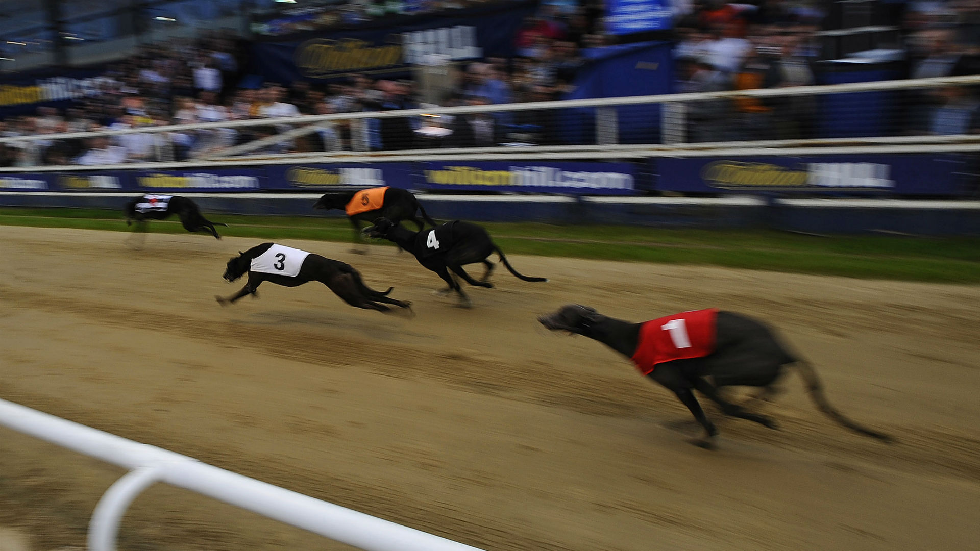 Five greyhound trainers banned for life amid livebaiting scandal Sporting News