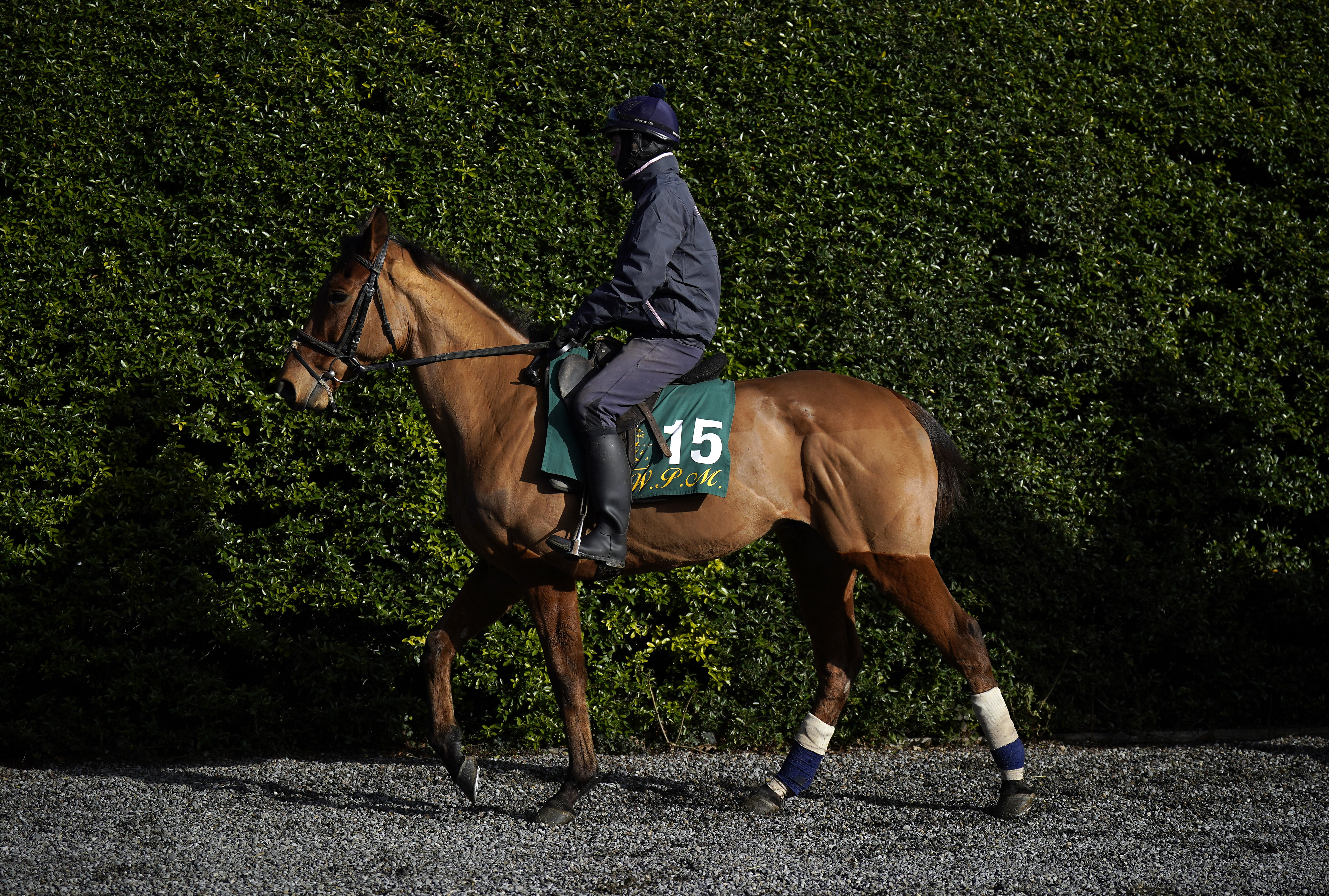 Mystical Power at Willie Mullins' yard
