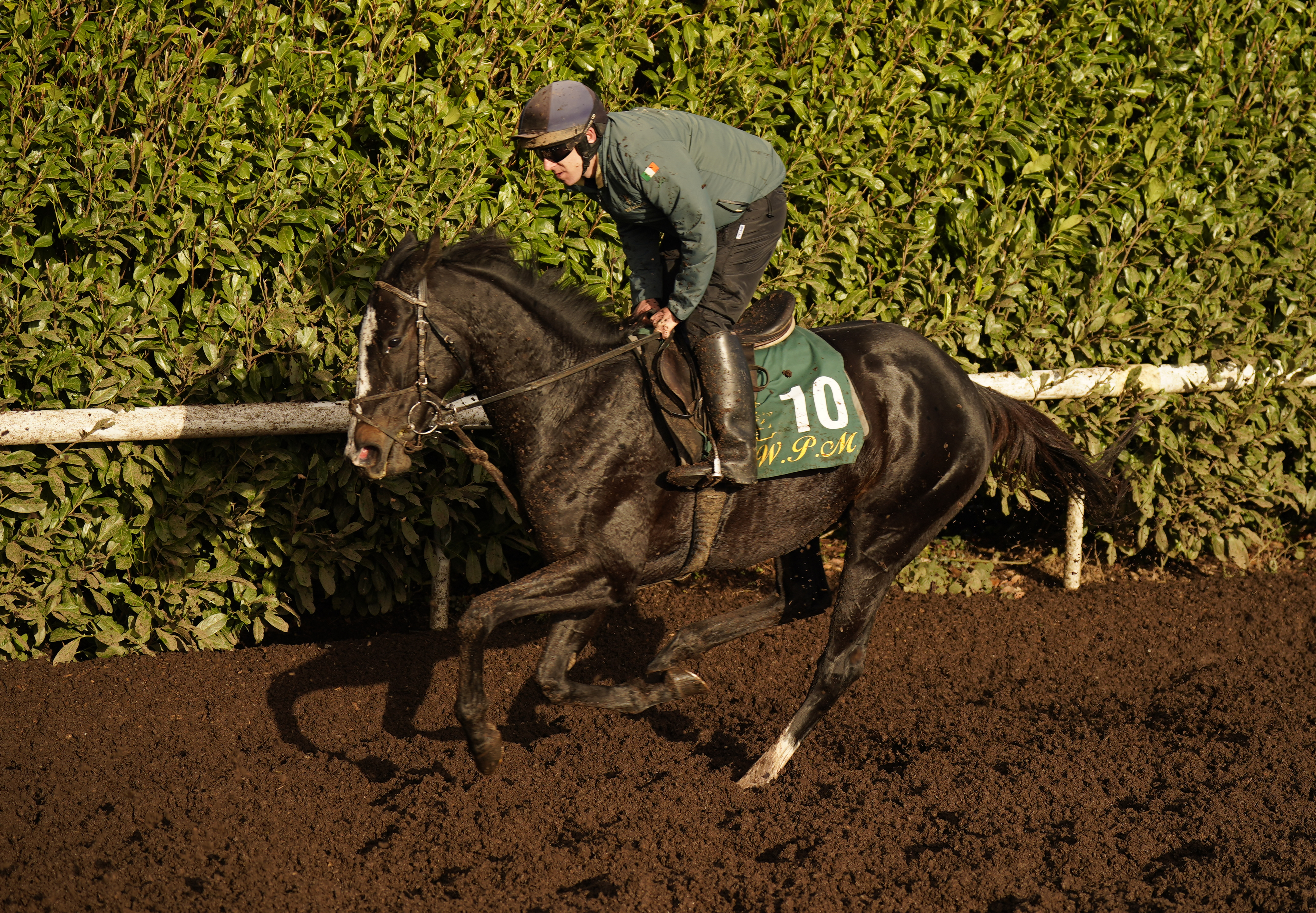 Echoes in Rain on the gallops at Willie Mullins’ yard