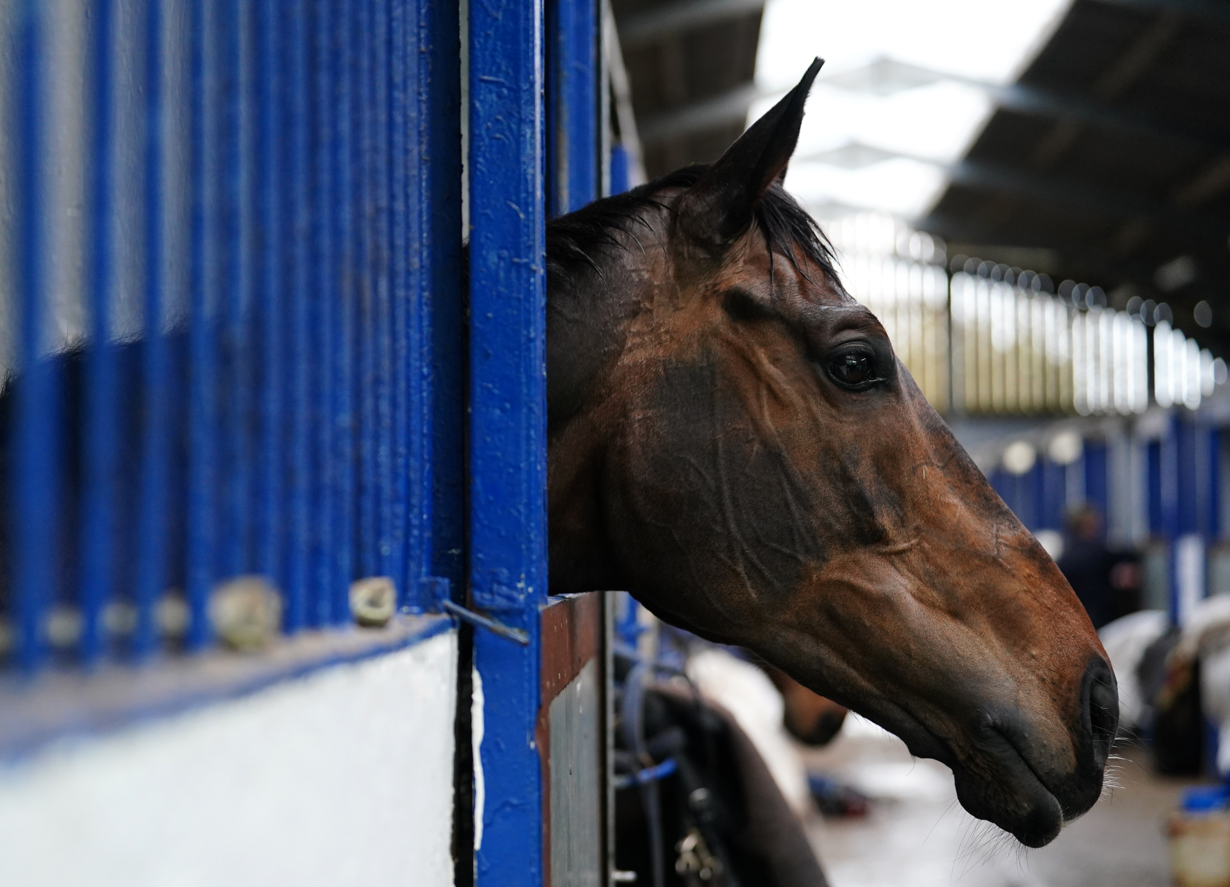 Constitution Hill at home