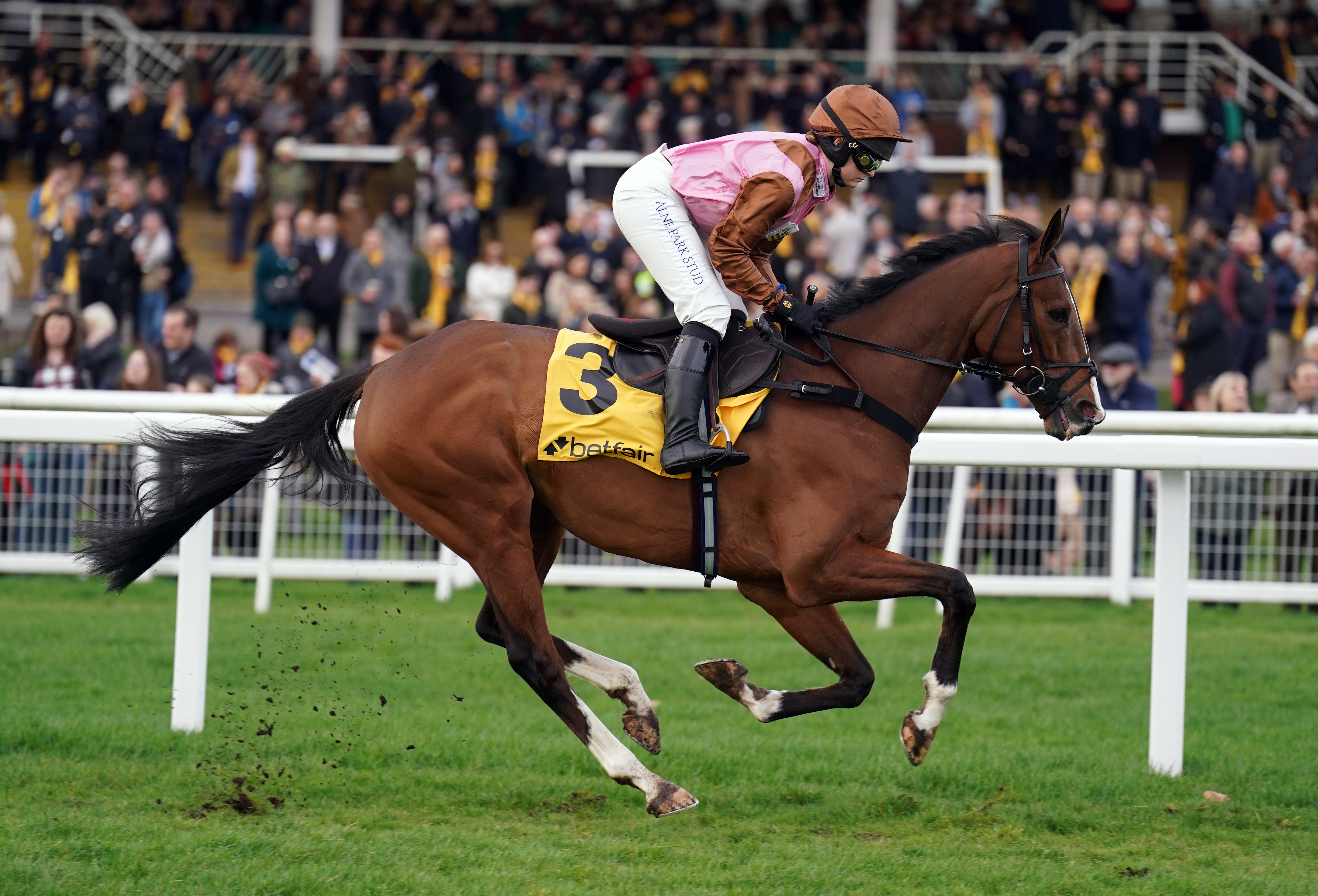 Faivoir will return to Cheltenham next Friday