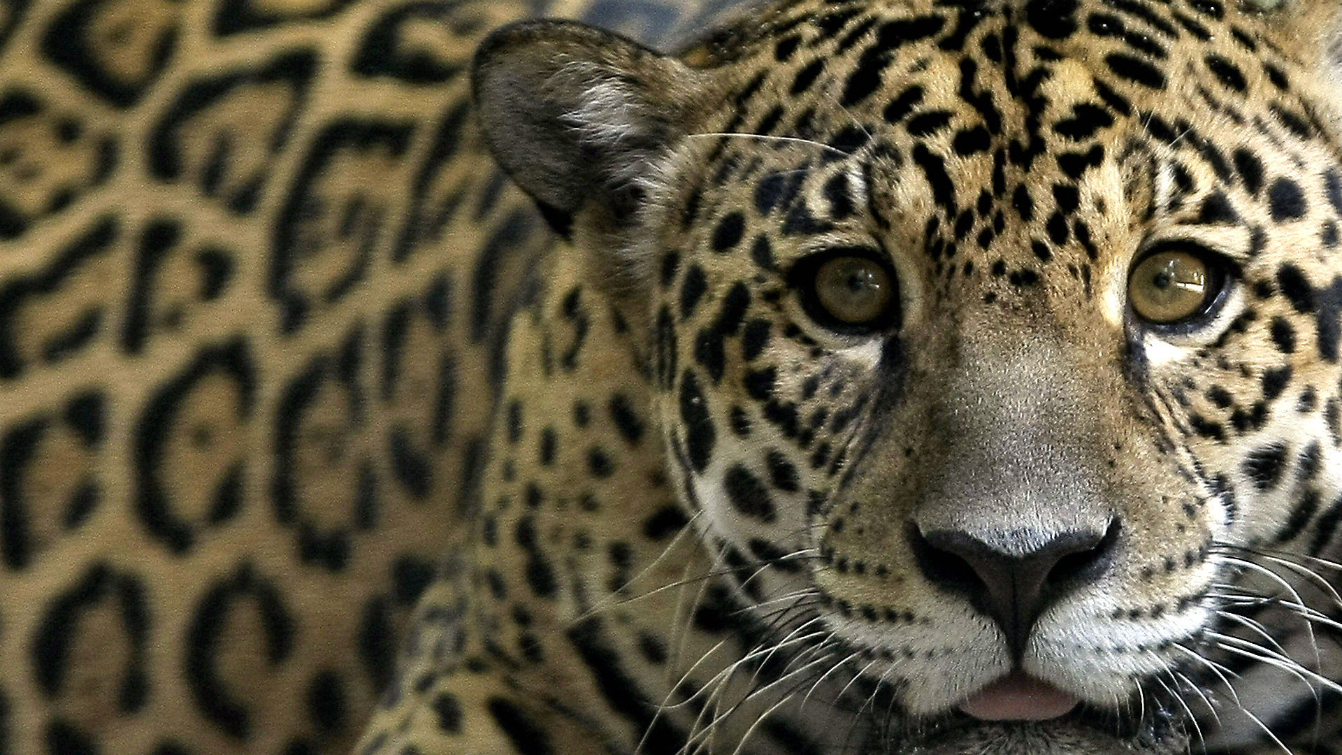 Endangered jaguar killed after serving as mascot for Rio Olympic torch ...