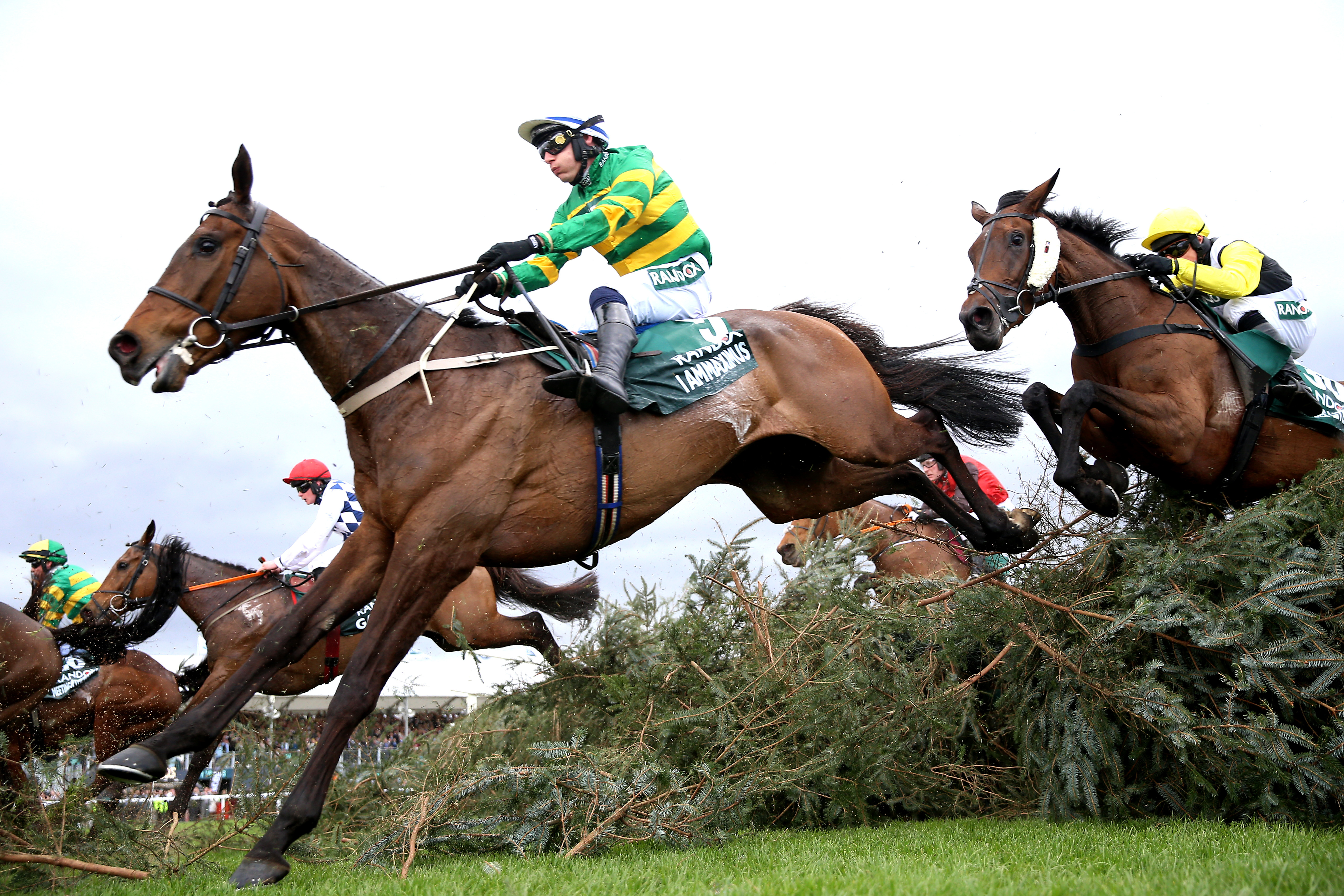 I Am Maximus led home 21 finishers in this year's Grand National