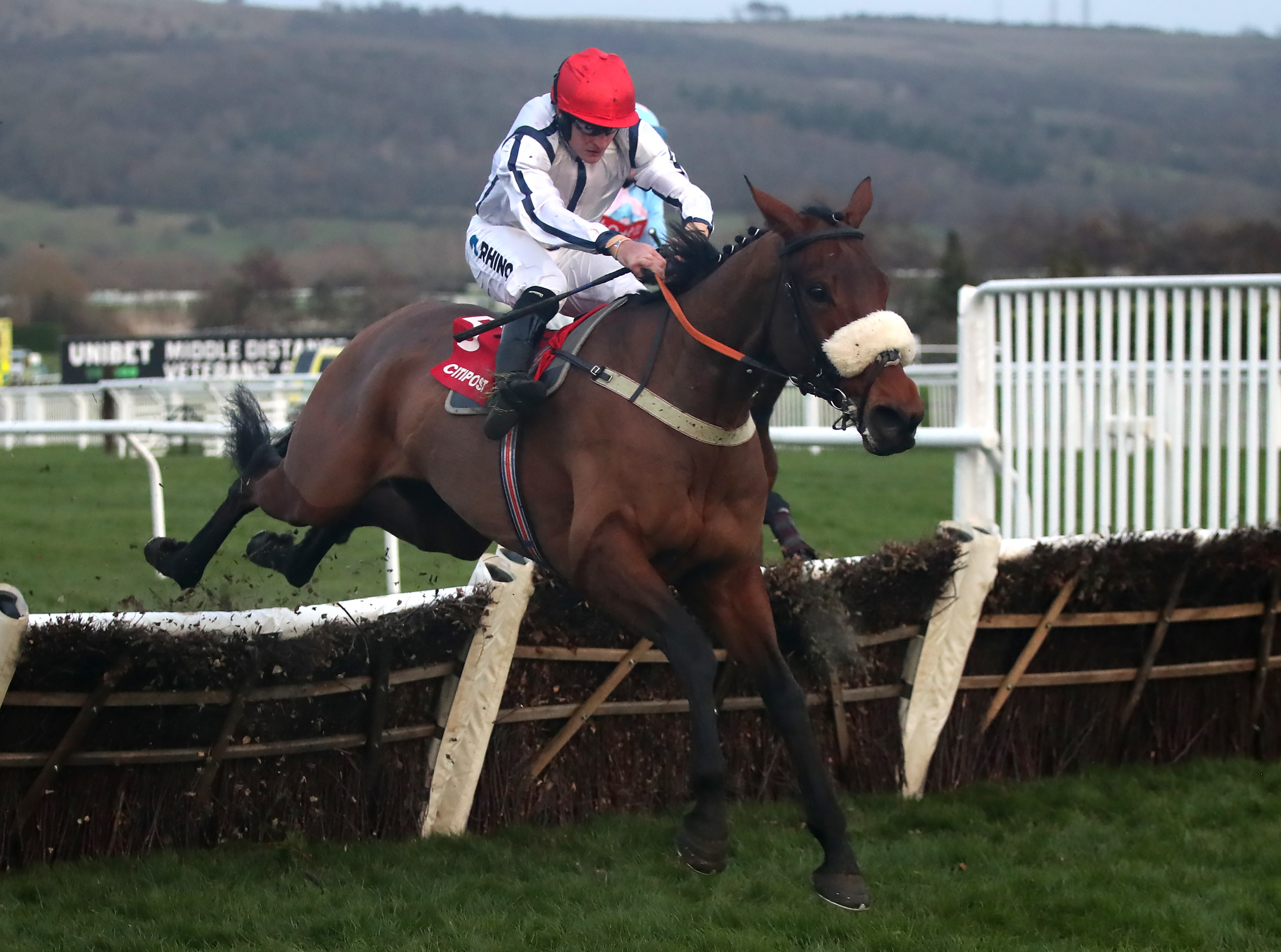 White Rhino winning at Cheltenham in December