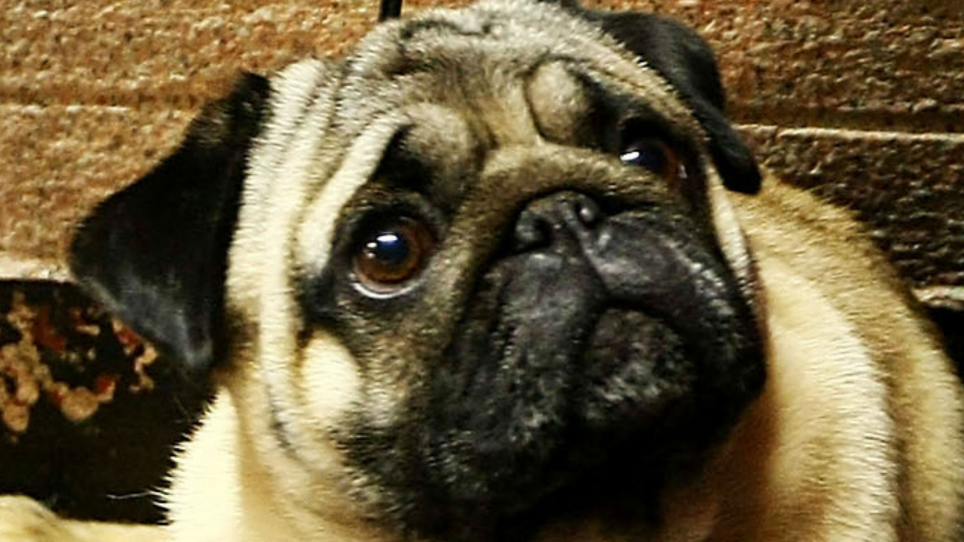 Meet Cali, USC's adorable 'good luck' pug Sporting News Australia