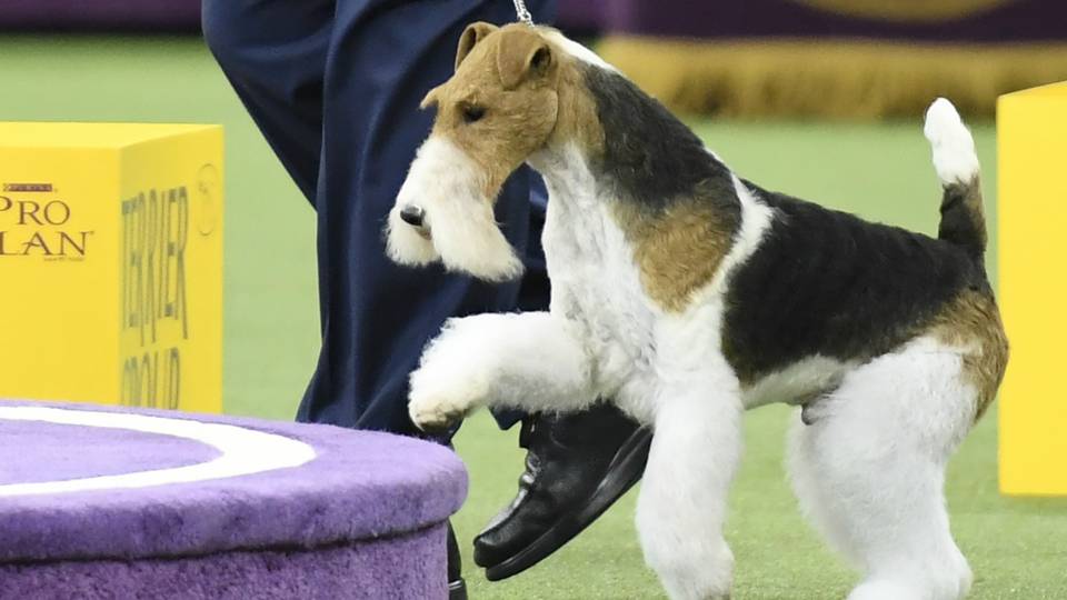 King-Fox-Terrier-FTR-Getty-021219