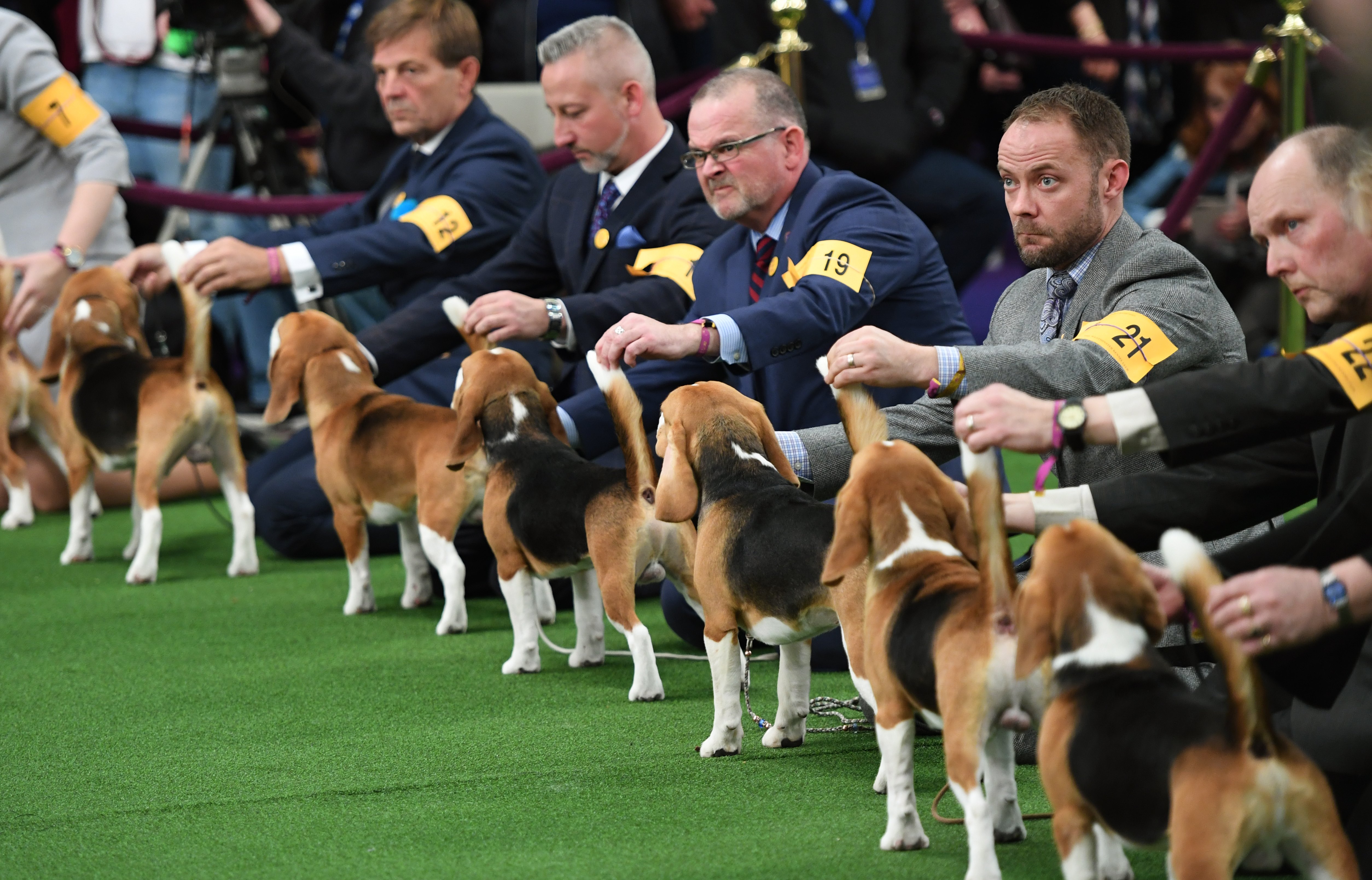 Westminster Dog Show Lineup Westminster Dog Show Lineup